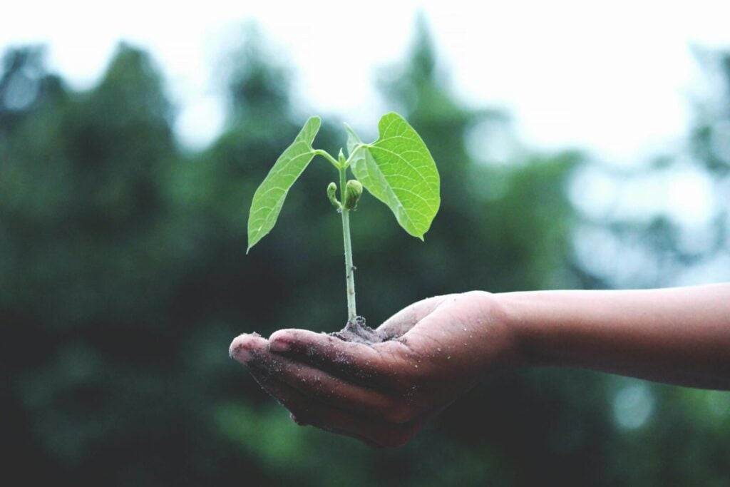 A seedling in a hand represents the growth and nurturing that comes from compassionate school based therapy in Strongsville Ohio